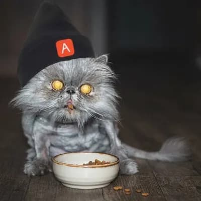 Feed the cat